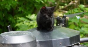 Українські військові евакуювали кішку з кошенятами за допомогою дрона “Операція Мяу-Мяу”: Українські військові дроном “Вампір” врятували котячу родину з передової