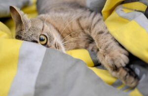 Чому кіт спить поруч із вами: вчені пояснили причини Чому-кіт-спить-поруч-із-вами:-вчені-пояснили-причини