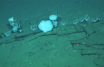 На дні Індійського океану знайшли кладовище китів із рештками віком понад п’ять мільйонів років На-дні-Індійського-океану-знайшли-кладовище-китів-із-рештками-віком-понад-п’ять-мільйонів-років