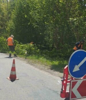Посадовця-дорожньої-компанії-на-Волині-покарали-за-зрубані-дерева Посадовця-дорожньої-компанії-на-Волині-покарали-за-зрубані-дерева