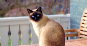 Як зрозуміти, що кіт почувається в безпеці поряд з вами: експерти перелічили 7 ознак Як-зрозуміти,-що-кіт-почувається-в-безпеці-поряд-з-вами:-експерти-перелічили-7-ознак