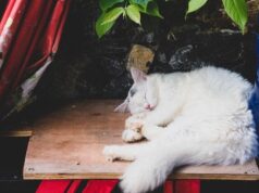 Чому коти сплять згорнувшись калачиком: несподівані причини такої поведінки Чому-коти-сплять-згорнувшись-калачиком:-несподівані-причини-такої-поведінки