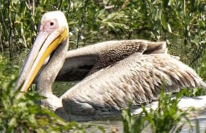 На Дніпрі після зникнення Каховського водосховища зафіксували пелікана: чому це важливо На-Дніпрі-після-зникнення-Каховського-водосховища-зафіксували-пелікана:-чому-це-важливо
