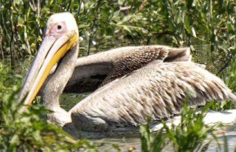 На Дніпрі після зникнення Каховського водосховища зафіксували пелікана: чому це важливо На-Дніпрі-після-зникнення-Каховського-водосховища-зафіксували-пелікана:-чому-це-важливо