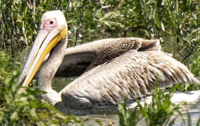 На Дніпрі після зникнення Каховського водосховища зафіксували пелікана: чому це важливо На-Дніпрі-після-зникнення-Каховського-водосховища-зафіксували-пелікана:-чому-це-важливо
