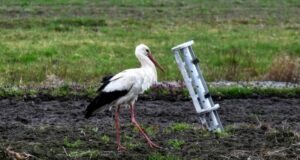 В Україні зникають види птахів через війну: волонтери рятують поранених Контузії-від-ППО,-втрата-зору-та-випалені-гнізда.-Волонтери-рятують-постраждалих-від-війни-птахів