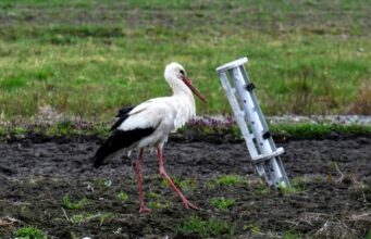 В Україні зникають види птахів через війну: волонтери рятують поранених Контузії-від-ППО,-втрата-зору-та-випалені-гнізда.-Волонтери-рятують-постраждалих-від-війни-птахів