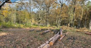 Екслісничого на Волині підозрюють у незаконній вирубці дерев на майже два мільйони гривень Екслісничого-на-Волині-підозрюють-у-незаконній-вирубці-дерев-на-майже-два-мільйони-гривень