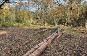 Екслісничого на Волині підозрюють у незаконній вирубці дерев на майже два мільйони гривень Екслісничого-на-Волині-підозрюють-у-незаконній-вирубці-дерев-на-майже-два-мільйони-гривень