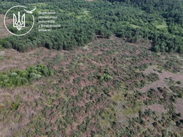 У Ковельському районі виявили незаконну вирубку близько п’яти тисяч дерев У-Ковельському-районі-виявили-незаконну-вирубку-близько-п’яти-тисяч-дерев
