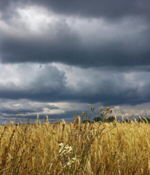 Негода-наближається-до-Харкова:-синоптики-оголосили-І-рівень-небезпечності