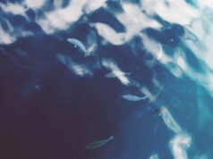 Морська експедиція за два тижні виявила 31 новий вид підводних істот Морська-експедиція-за-два-тижні-виявила-31-новий-вид-підводних-істот