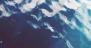 Морська експедиція за два тижні виявила 31 новий вид підводних істот Морська-експедиція-за-два-тижні-виявила-31-новий-вид-підводних-істот
