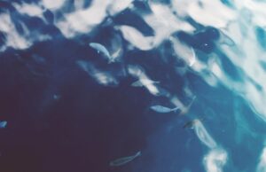 Морська експедиція за два тижні виявила 31 новий вид підводних істот Морська-експедиція-за-два-тижні-виявила-31-новий-вид-підводних-істот