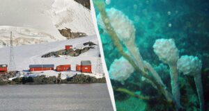 Бактерії з глибин Антарктиди можуть ефективно боротися з меланомою, – нове дослідження Бактерії-з-глибин-Антарктиди-можуть-ефективно-боротися-з-меланомою,-–-нове-дослідження