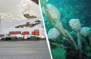 Бактерії з глибин Антарктиди можуть ефективно боротися з меланомою, – нове дослідження Бактерії-з-глибин-Антарктиди-можуть-ефективно-боротися-з-меланомою,-–-нове-дослідження