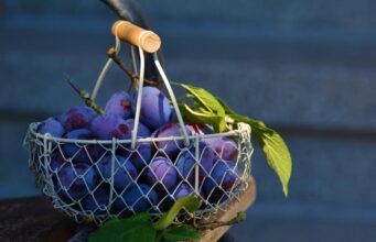 Білий наліт на сливах: для чого він потрібен і що може розповісти про фрукт Білий-наліт-на-сливах:-для-чого-він-потрібен-і-що-може-розповісти-про-фрукт