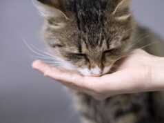 Ці продукти з вашого столу є дуже небезпечними для котів: перелік від ветеринарів Ці-продукти-з-вашого-столу-є-дуже-небезпечними-для-котів:-перелік-від-ветеринарів