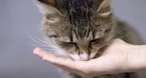 Ці продукти з вашого столу є дуже небезпечними для котів: перелік від ветеринарів Ці-продукти-з-вашого-столу-є-дуже-небезпечними-для-котів:-перелік-від-ветеринарів