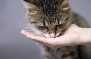 Ці продукти з вашого столу є дуже небезпечними для котів: перелік від ветеринарів Ці-продукти-з-вашого-столу-є-дуже-небезпечними-для-котів:-перелік-від-ветеринарів