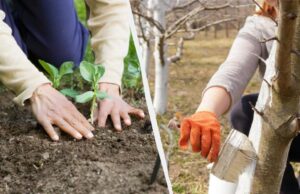 У липні на городі потрібно зробити 8 речей: коротка пам’ятка для дачника У-липні-на-городі-потрібно-зробити-8-речей:-коротка-пам’ятка-для-дачника