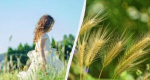Що відзначаємо 2 липня: професійні свята та жіночий обряд для оздоровлення Що-відзначаємо-2-липня:-професійні-свята-та-жіночий-обряд-для-оздоровлення