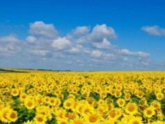 4 липня на Волині: гортаючи календар 4-липня-на-Волині:-гортаючи-календар