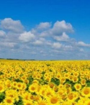 4-липня-на-Волині:-гортаючи-календар 4-липня-на-Волині:-гортаючи-календар