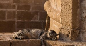 Чи переносять коти спеку: вказано найнебезпечнішу для них температуру Чи-переносять-коти-спеку:-вказано-найнебезпечнішу-для-них-температуру