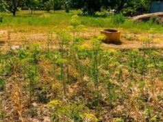 «Все посохло»: на дачному масиві біля Луцька люди уже пів місяця не мають води «Все-посохло»:-на-дачному-масиві-біля-Луцька-люди-уже-пів-місяця-не-мають-води