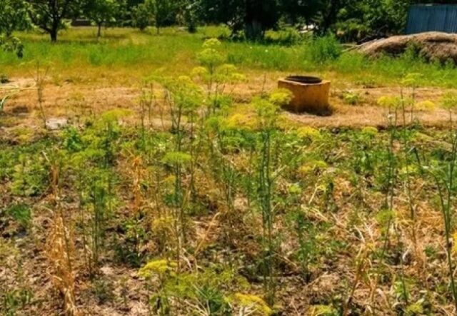 «Все посохло»: на дачному масиві біля Луцька люди уже пів місяця не мають води «Все-посохло»:-на-дачному-масиві-біля-Луцька-люди-уже-пів-місяця-не-мають-води