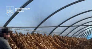 На Тернопільщині викрили підпільну тютюнову фабрику На Тернопільщині викрили підпільну тютюнову фабрику