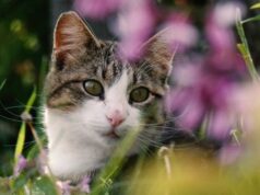 Якого кота краще завести літній людині: ветеринари назвали 7 ідеальних порід Якого-кота-краще-завести-літній-людині:-ветеринари-назвали-7 ідеальних-порід