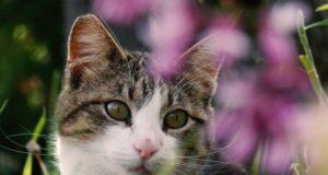 Якого кота краще завести літній людині: ветеринари назвали 7 ідеальних порід Якого-кота-краще-завести-літній-людині:-ветеринари-назвали-7 ідеальних-порід