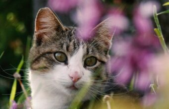 Якого кота краще завести літній людині: ветеринари назвали 7 ідеальних порід Якого-кота-краще-завести-літній-людині:-ветеринари-назвали-7 ідеальних-порід