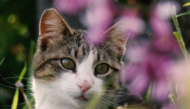Якого кота краще завести літній людині: ветеринари назвали 7 ідеальних порід Якого-кота-краще-завести-літній-людині:-ветеринари-назвали-7 ідеальних-порід
