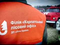 Слідство заявило про махінації у філії Лісів України Слідство заявило про махінації у філії Лісів України