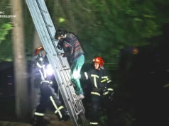 У Львові рятувальники зняли з дерева жінку, яка полізла рятувати кота У Львові рятувальники зняли з дерева жінку, яка полізла рятувати кота