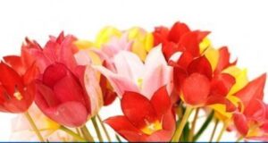 14 липня на Волині: гортаючи календар 14-липня-на-Волині:-гортаючи-календар