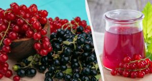 15 хвилин – і зі смородини виходять апетитні заготовки: прості рецепти желе та варення 15-хвилин-–-і-зі-смородини-виходять-апетитні-заготовки:-прості-рецепти-желе-та-варення