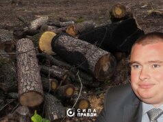 На Волині Колісника-молодшого судять через незаконну вирубку понад тисячі дерев На-Волині-Колісника-молодшого-судять-через-незаконну-вирубку-понад-тисячі-дерев
