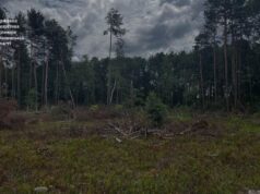 На Волині виявили незаконну вирубку лісу На-Волині-виявили-незаконну-вирубку-лісу