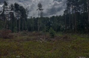 На Волині виявили незаконну вирубку лісу На-Волині-виявили-незаконну-вирубку-лісу