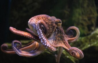 Після зникнення людей Землю можуть успадкувати восьминоги: чому саме вони Після-зникнення-людей-Землю-можуть-успадкувати-восьминоги:-чому-саме-вони