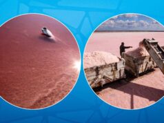 Фламінго можуть не повернутися: чому Сиваш відновлюватиметься десятиліттями, – еколог Фламінго-можуть-не-повернутися:-чому-Сиваш-відновлюватиметься-десятиліттями,-–-еколог
