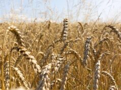 Не вся земля – “золото”. Уроки для інвесторів в аграрні наділи Не-вся-земля-–-“золото”.-Уроки-для-інвесторів-в-аграрні-наділи