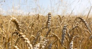 Не вся земля – “золото”. Уроки для інвесторів в аграрні наділи Не-вся-земля-–-“золото”.-Уроки-для-інвесторів-в-аграрні-наділи