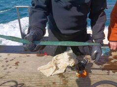 Водолази знайшли меч бронзової доби віком 3000 років, захований у морі Водолази-знайшли-меч-бронзової-доби-віком-3000-років,-захований-у-морі