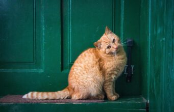 Чому коти сидять біля дверей, але не виходять з дому: перелічено 5 причин Чому-коти-сидять-біля-дверей,-але-не-виходять-з-дому:-перелічено-5-причин
