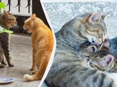 Чому коти вилизують одне одного: це не завжди прояв турботи Чому-коти-вилизують-одне-одного:-це-не-завжди-прояв-турботи